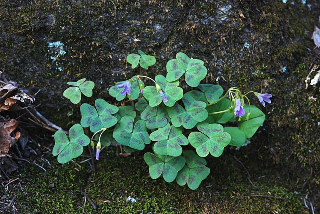 Acetosa viola 9
