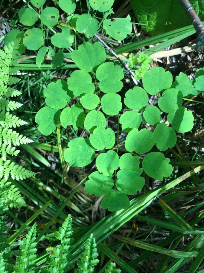 Thalictrum pubescens 16