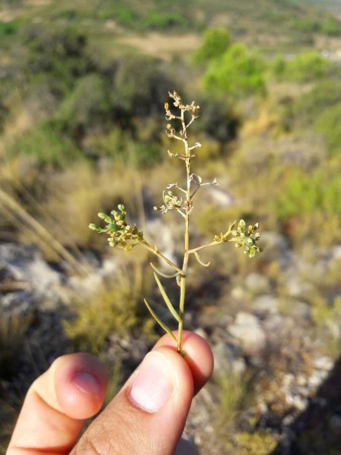 Bastard toadflax 21