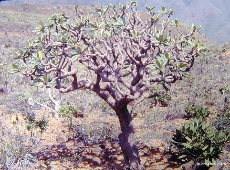 Apiopetalum 6