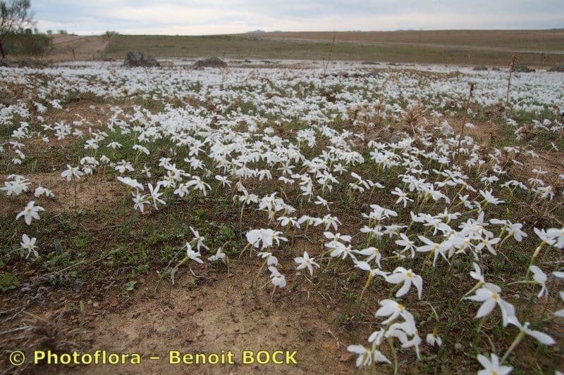 Narcisse d'automne 9