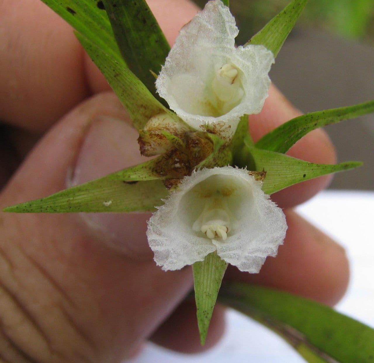 Elleanthus 2