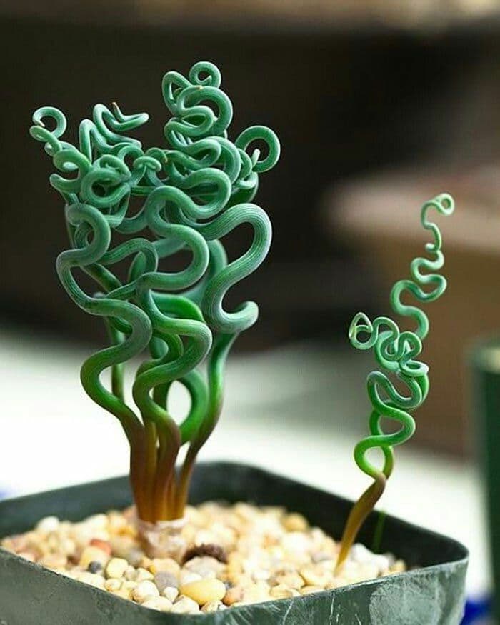 Trachyandra 3