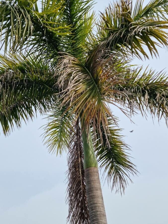 Palma real cubana 12