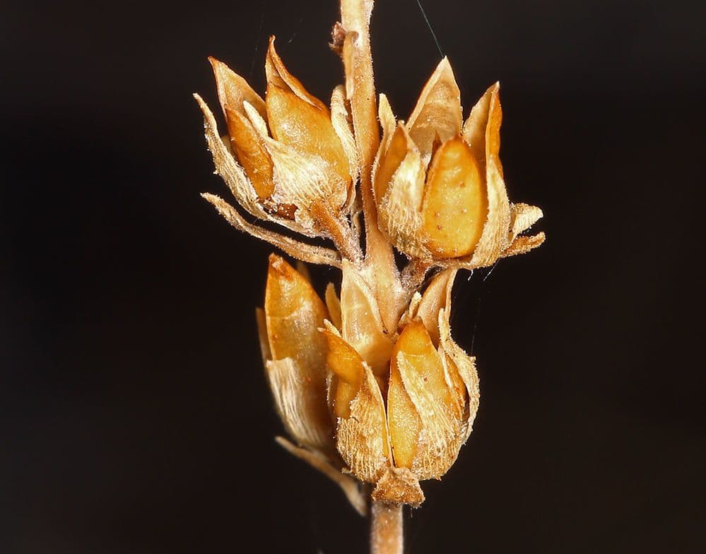 Keckiella