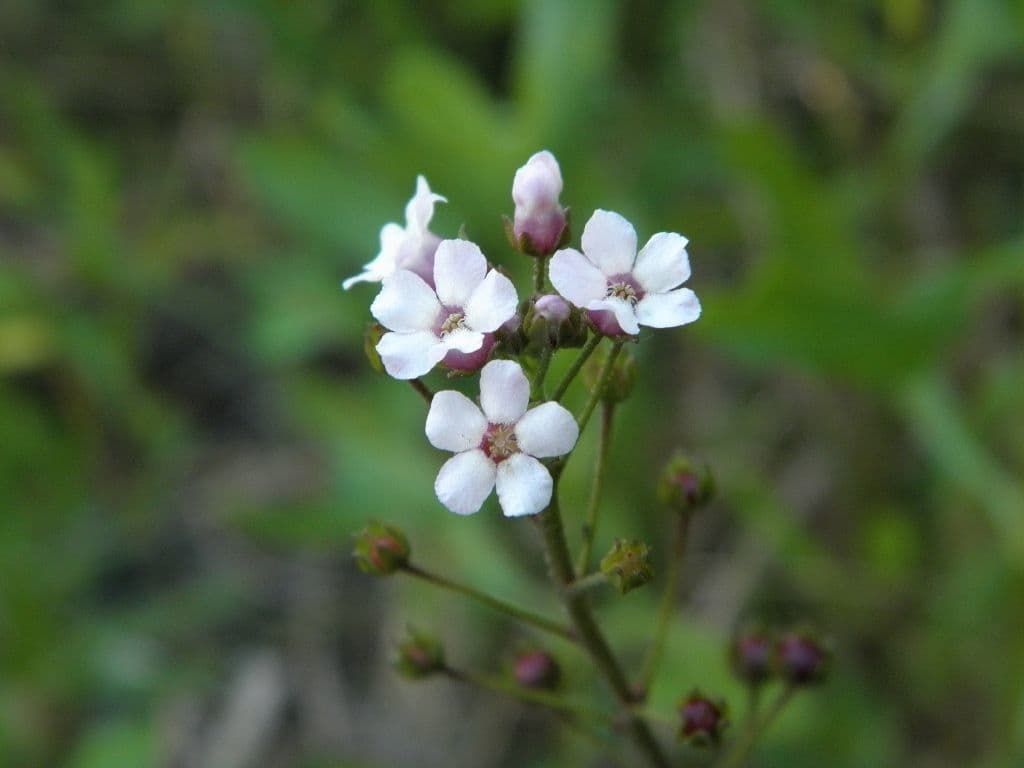 Samolo ebracteatus 3