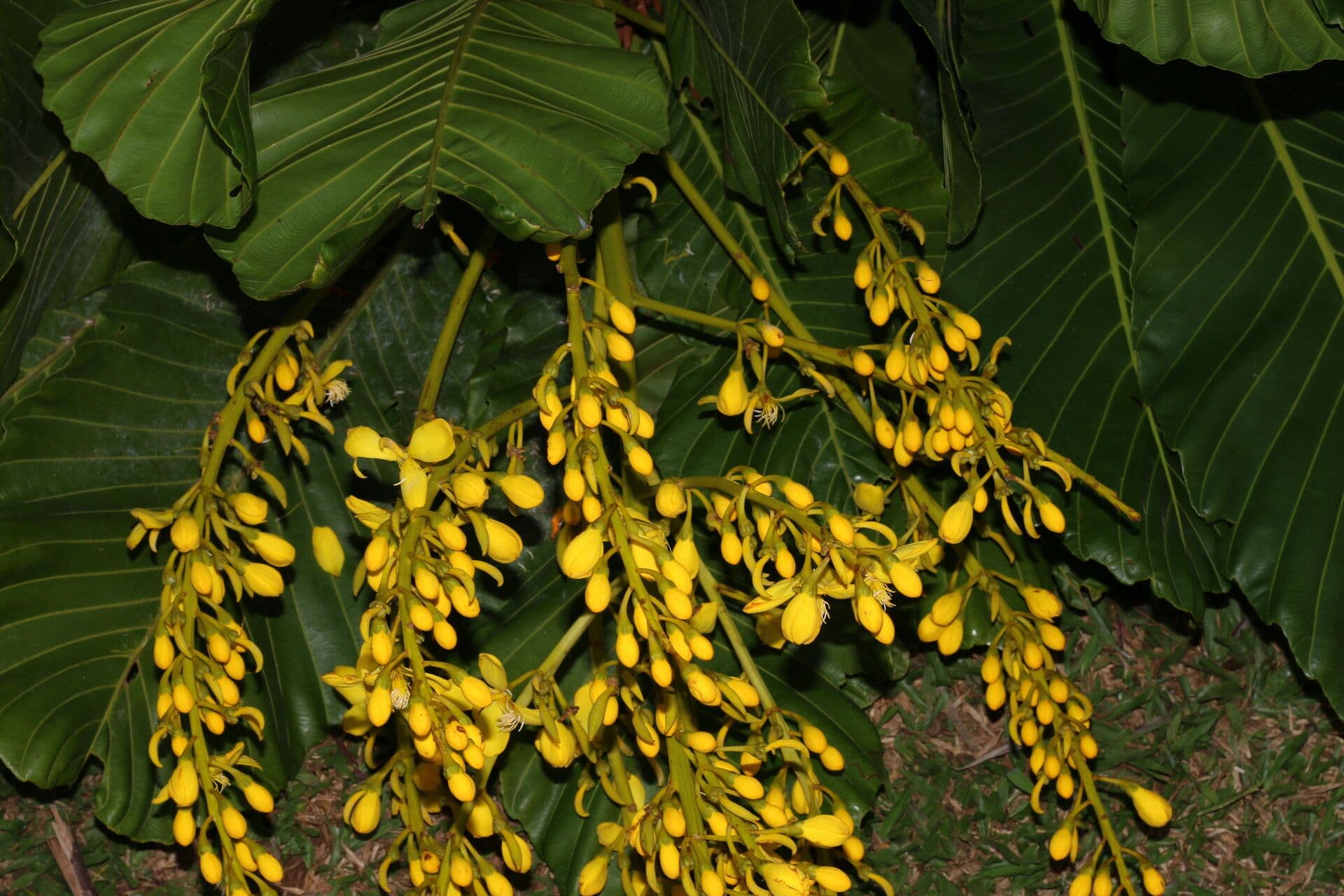 Cespedesia 6