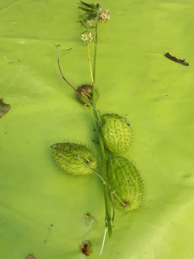 Zucca spinosa 10