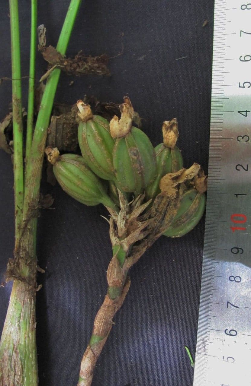 Coeliopsis 3