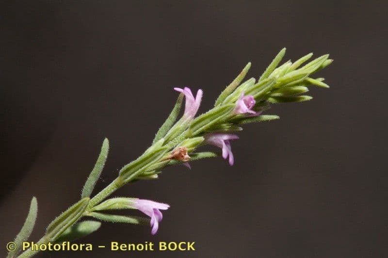 Savorella juliana 20