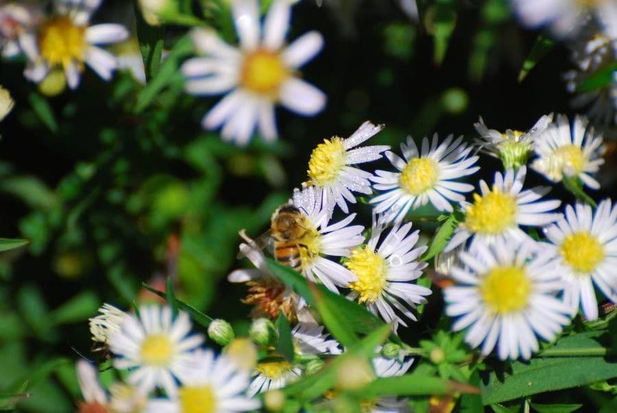 Aster lanceolato 27