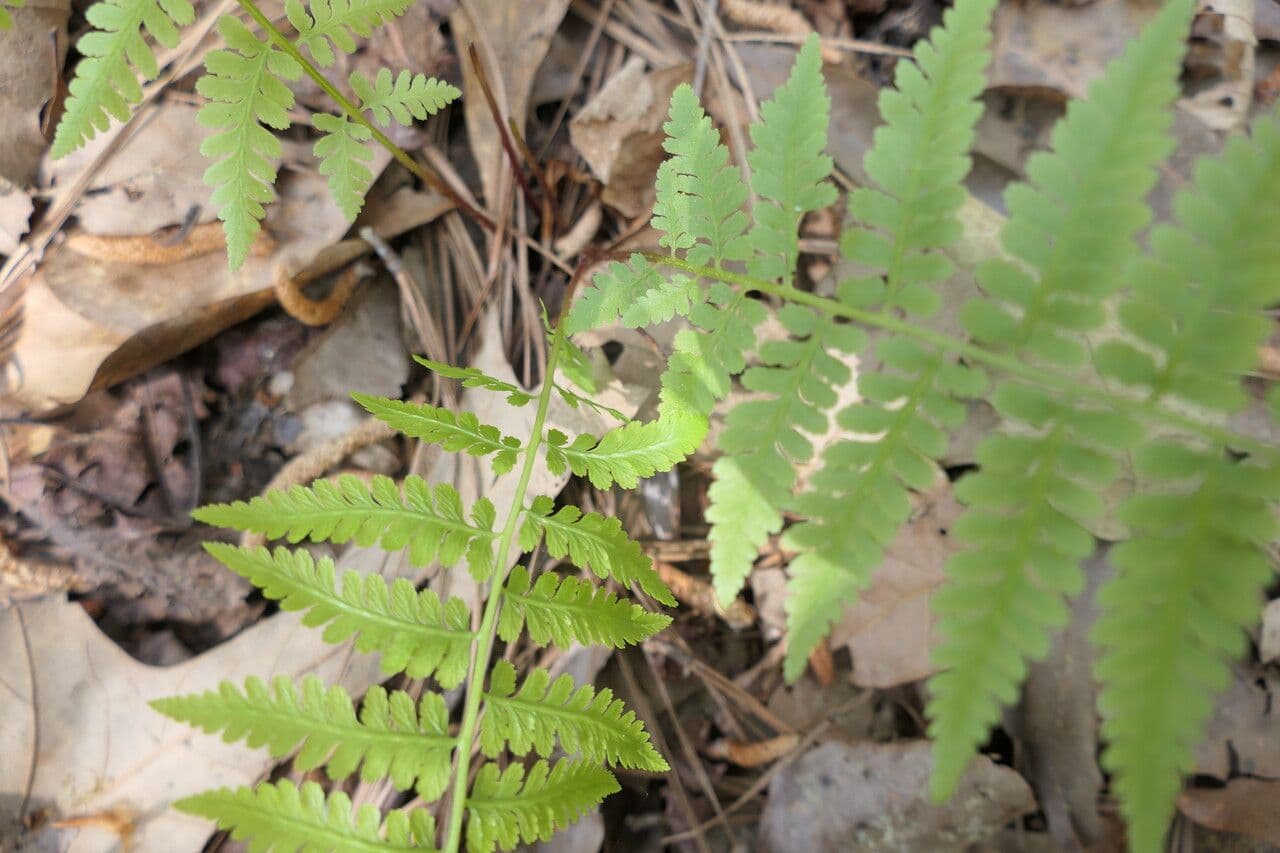 Athyrium asplenioides 4