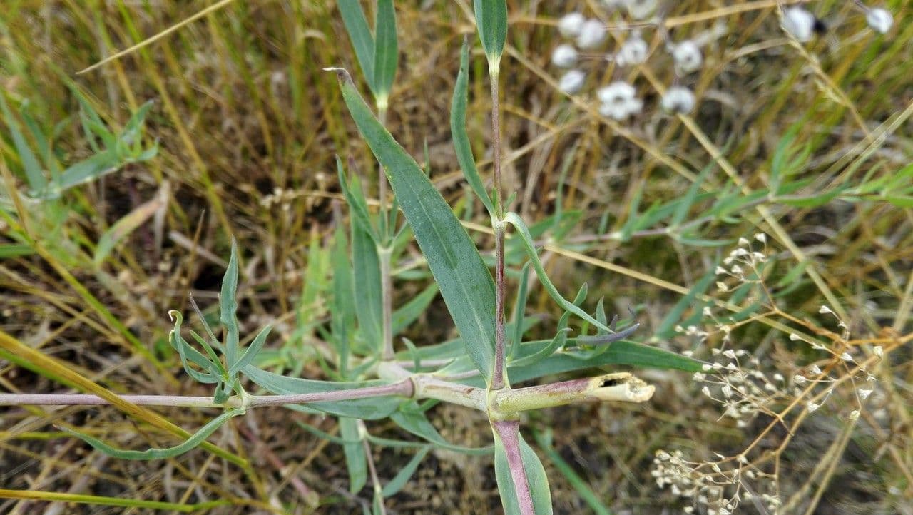 Gipsofila paniculada 18