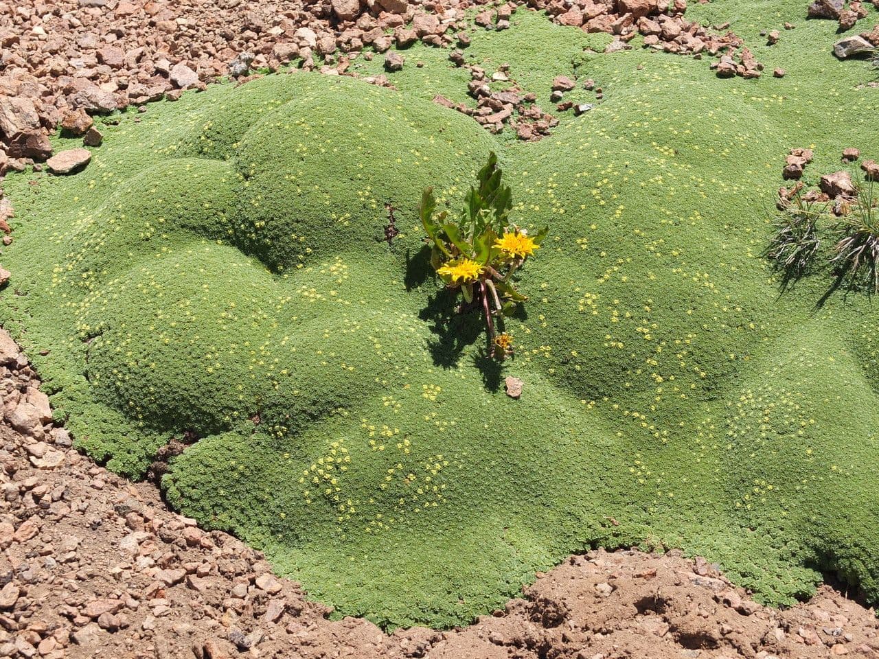 Azorella 3