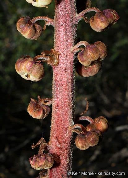 Pterospora andromedea 20