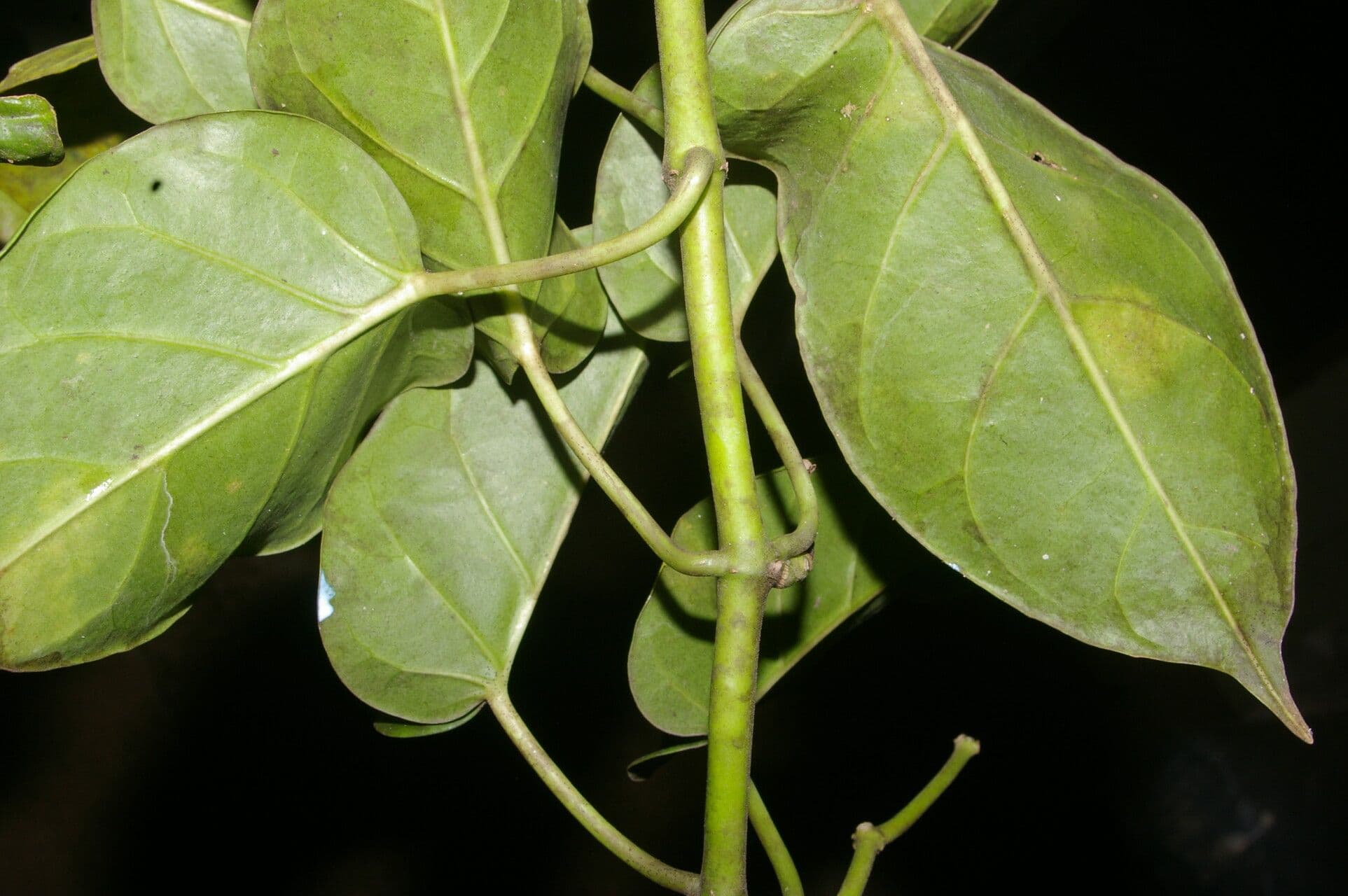 Marsdenia 4