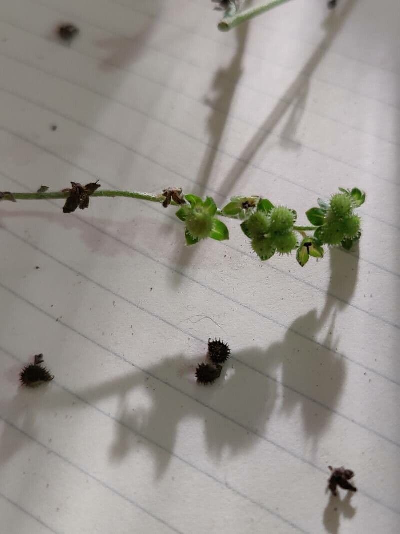 Hackelia virginiana 21