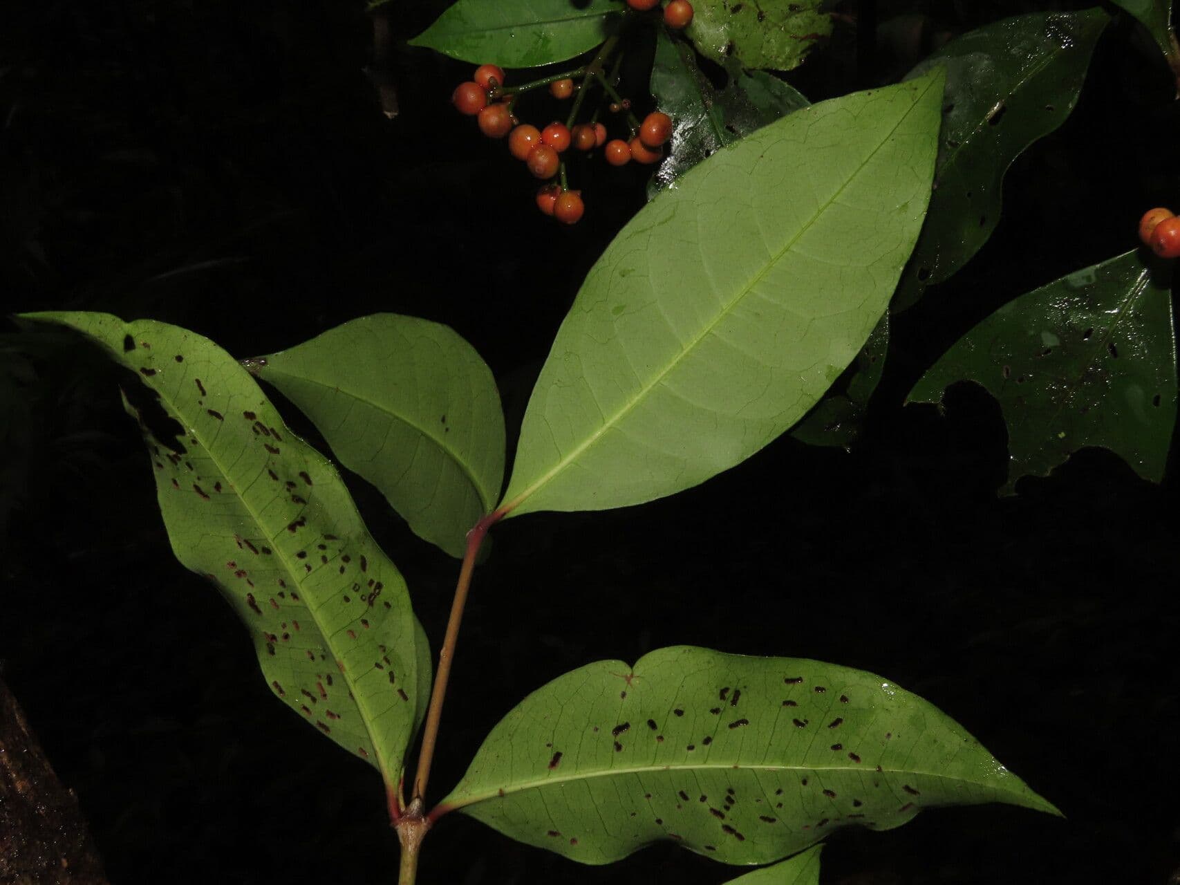 Ixora nicaraguense 10