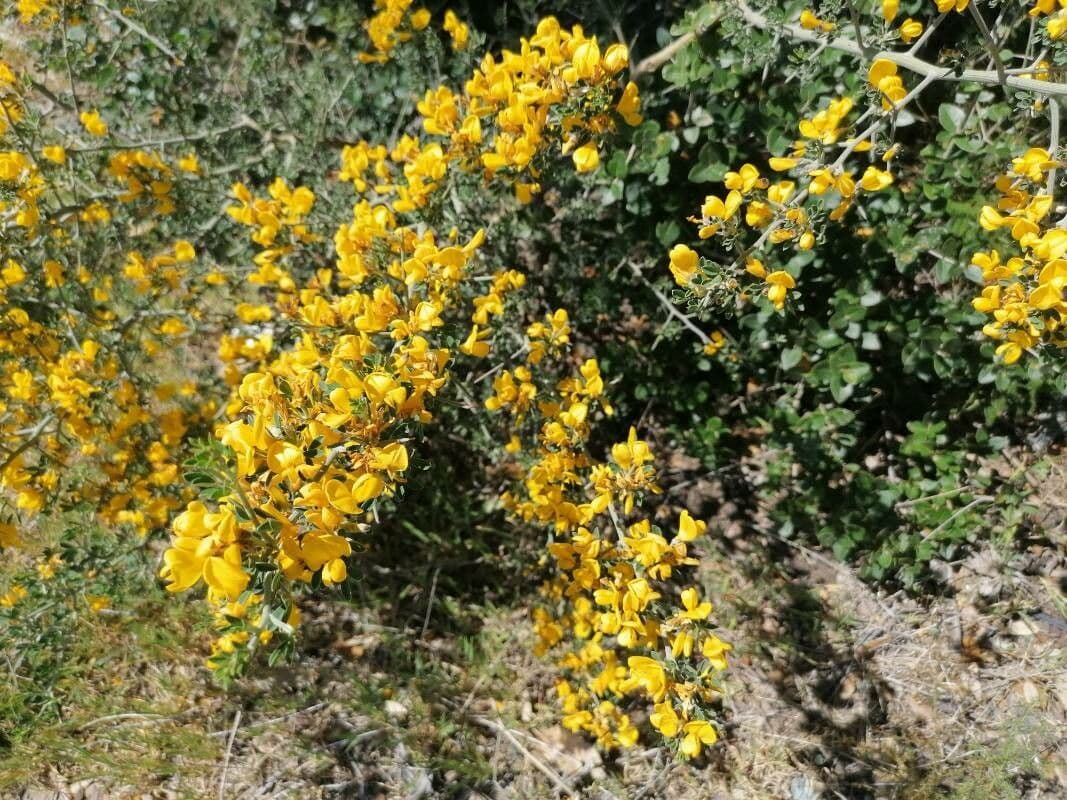 Ginestra spinosa 28