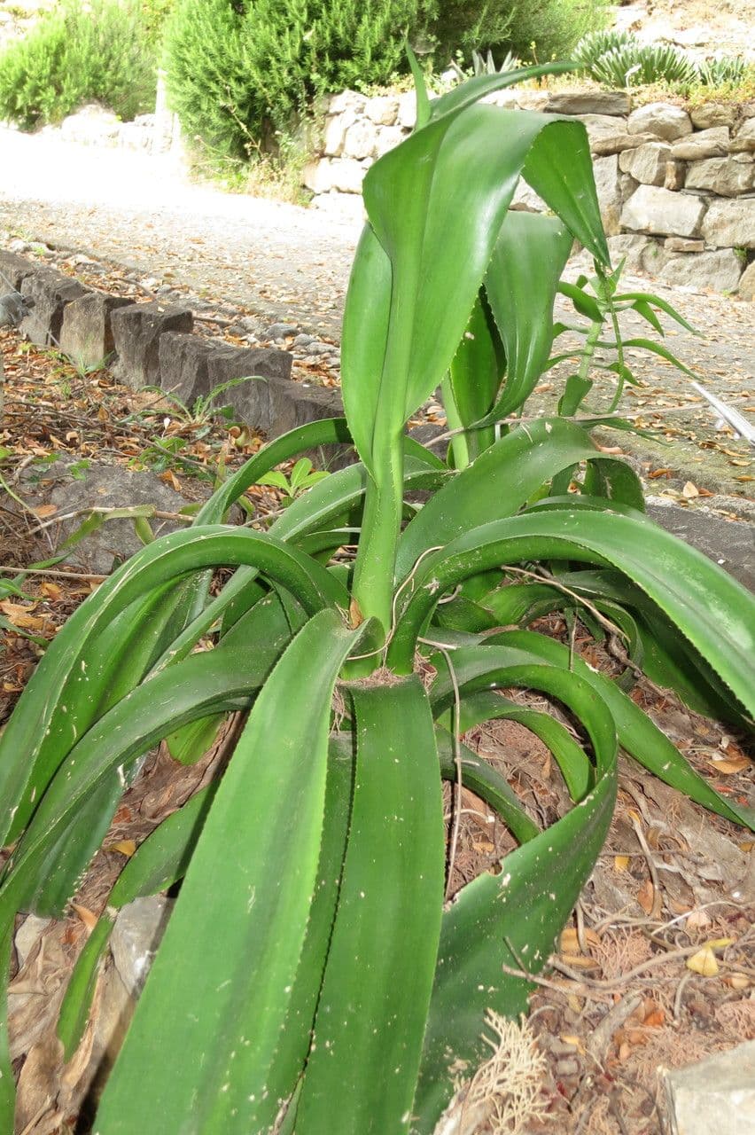 Agave