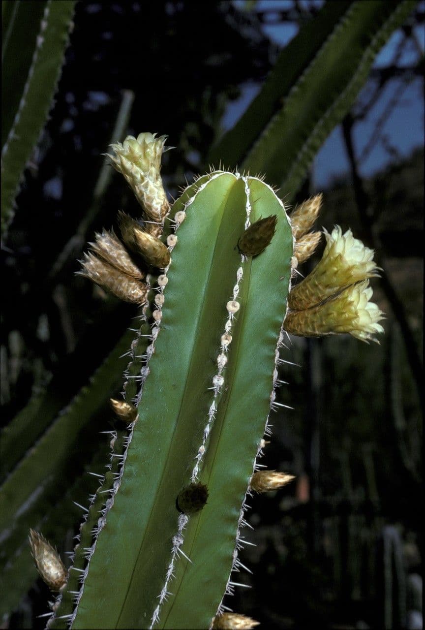 Escontria 2