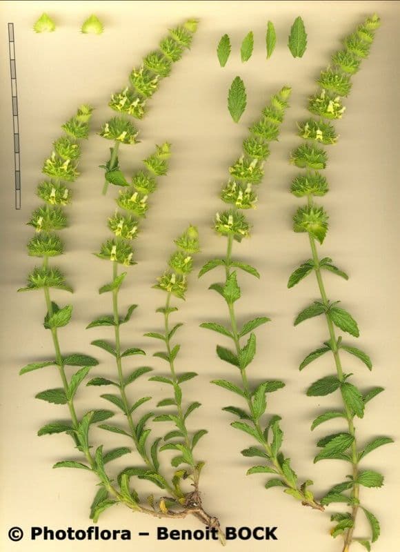 Sideritis 11