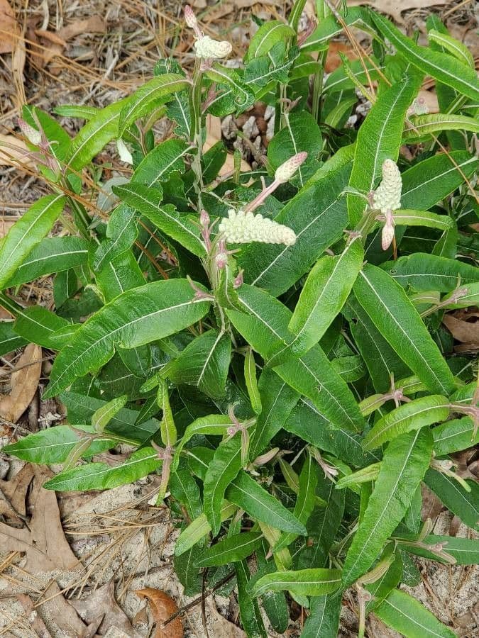Pterocaulon 11
