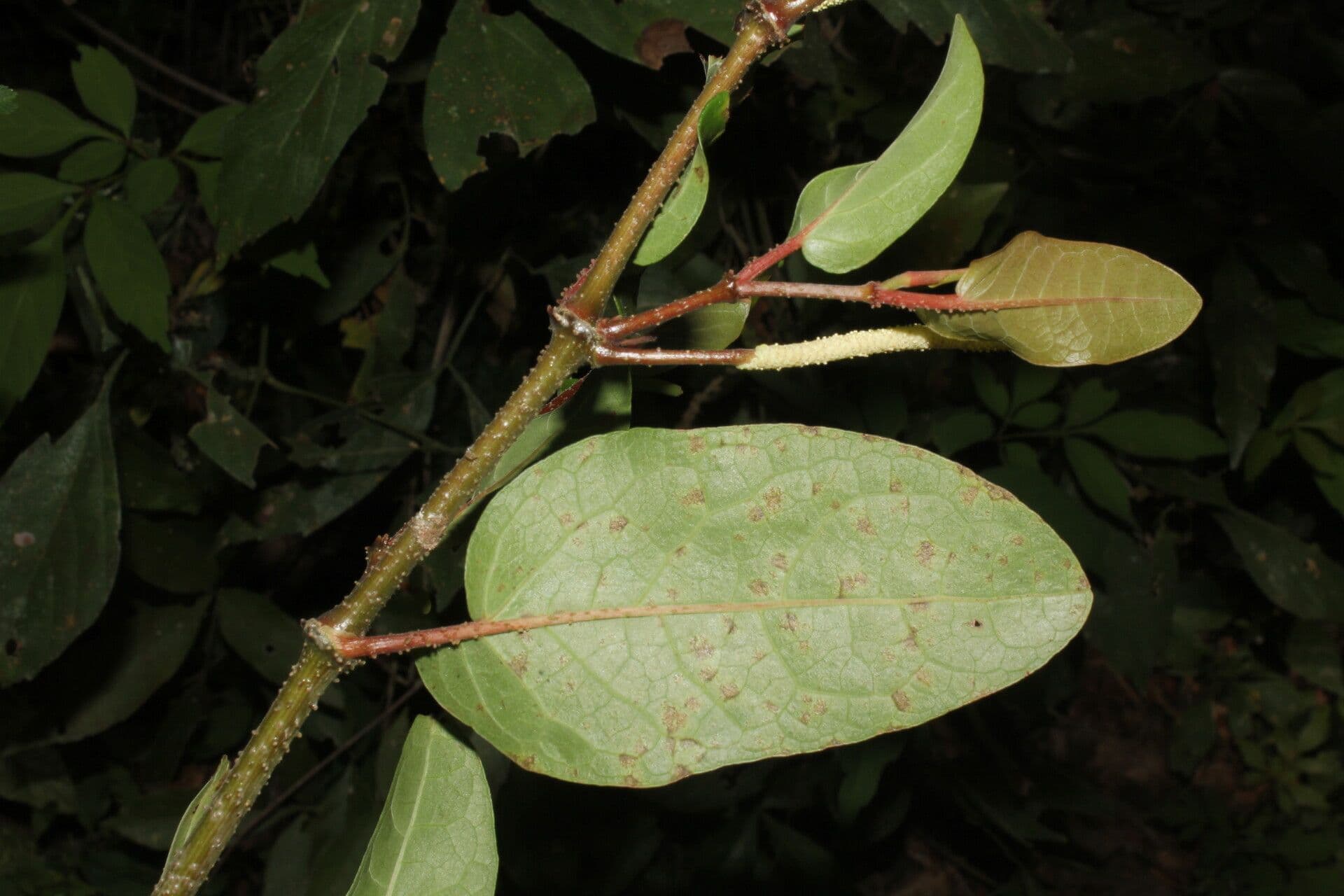 Pimienta tuberculada 8