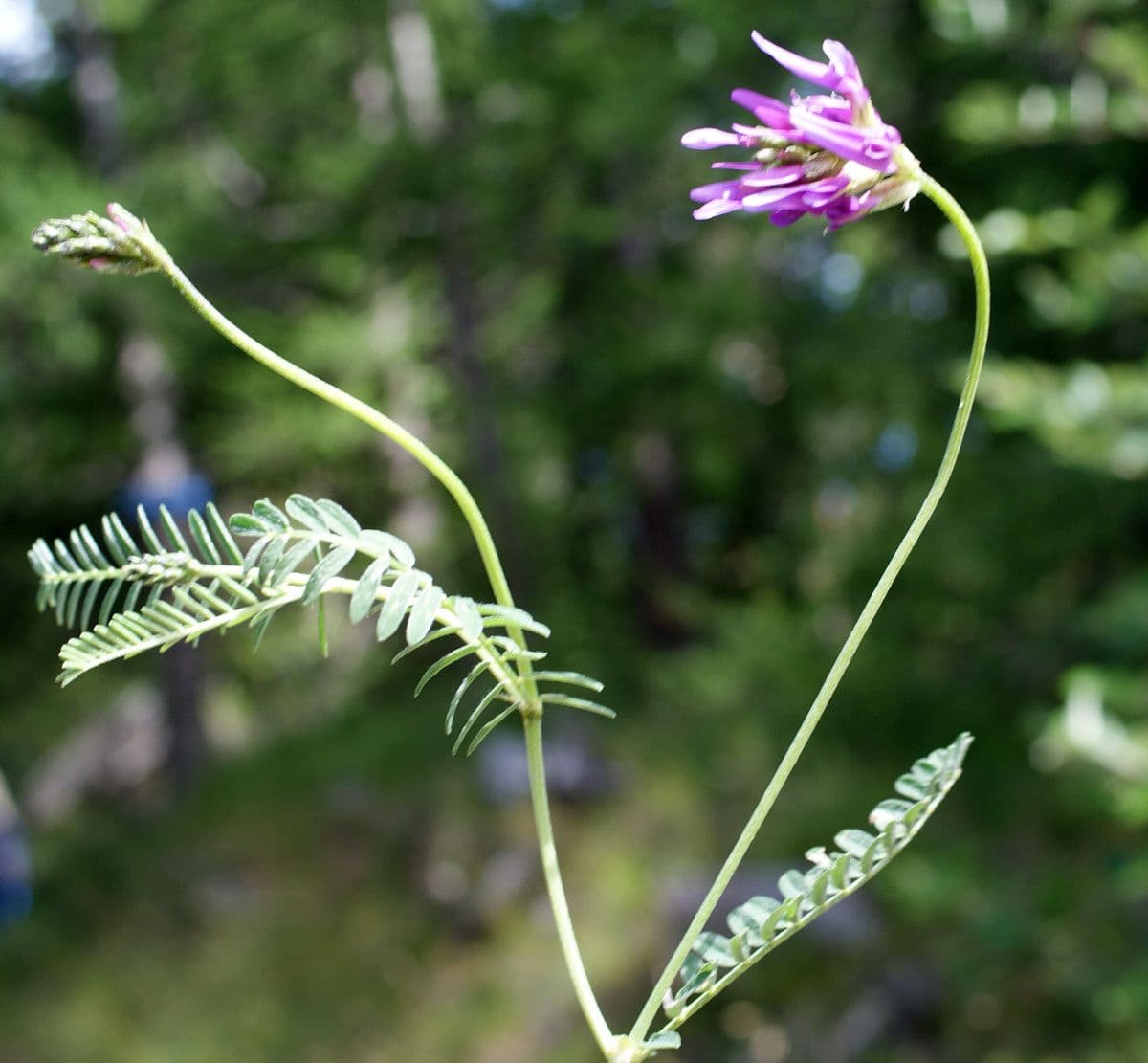 Astragalus onobrychis 10