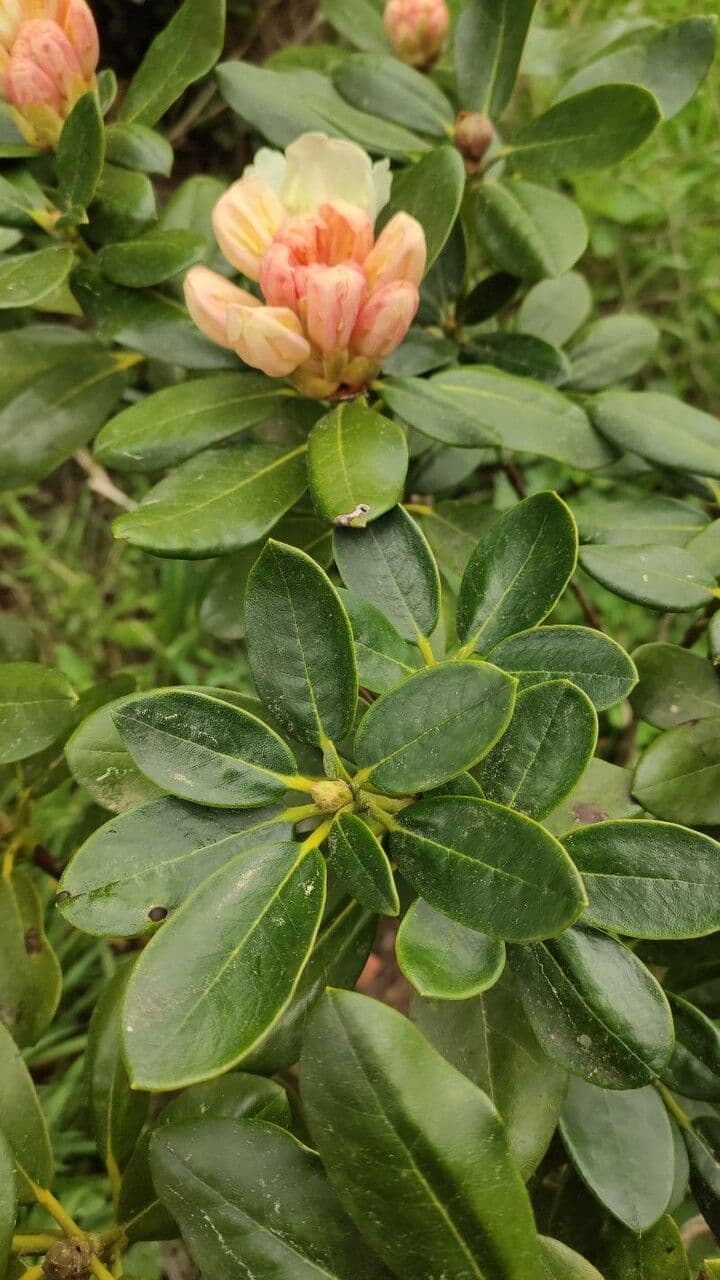 Rododendro dorato 11