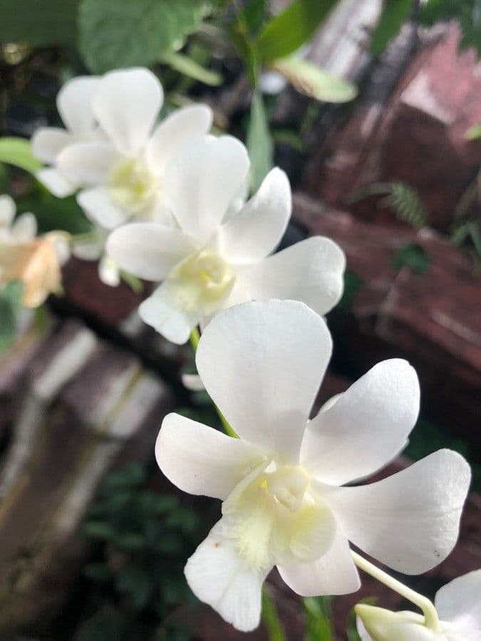 Sambhung dârâ