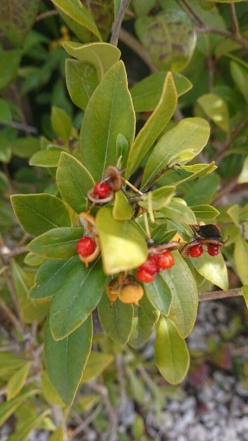 Pitosporum 5