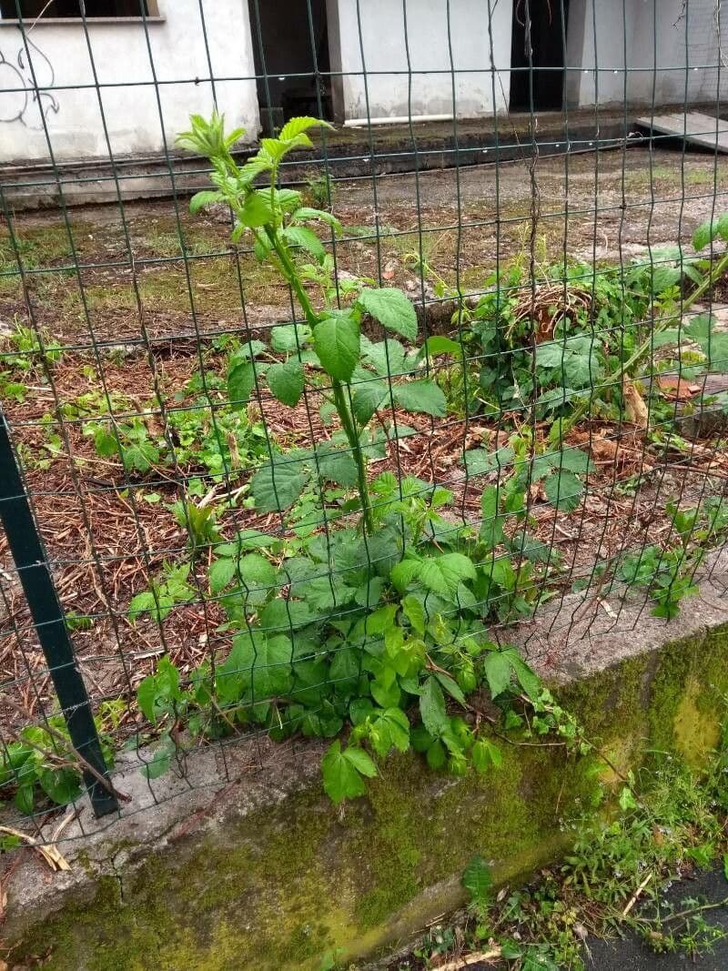Bereifte Brombeere 11