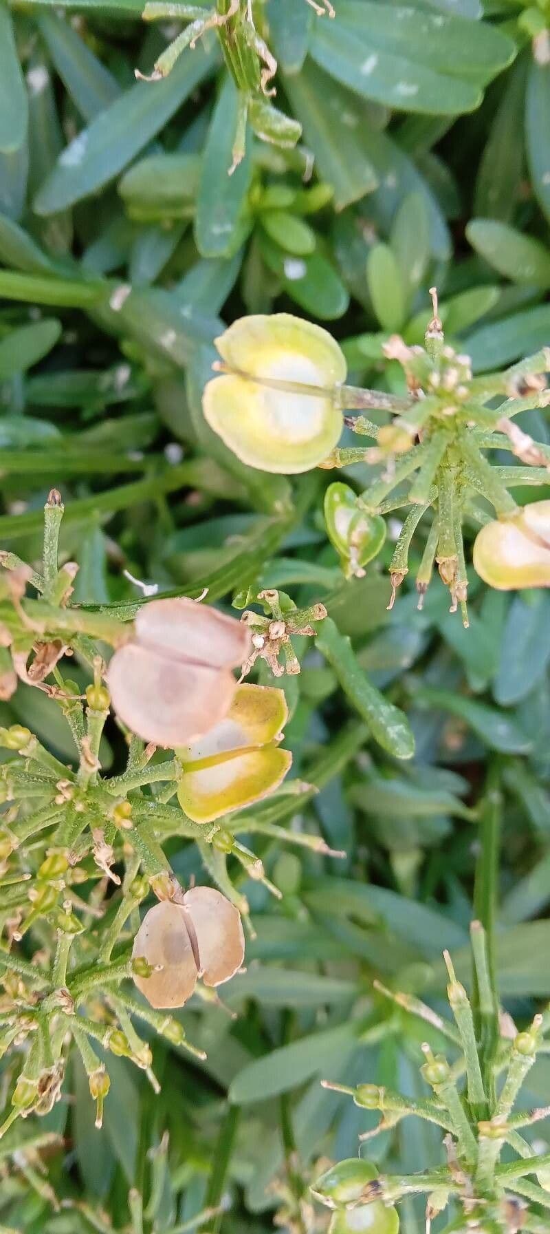 Iberis sempreverde 5