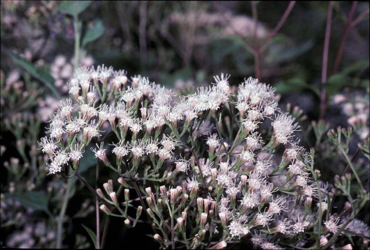 Ageratina