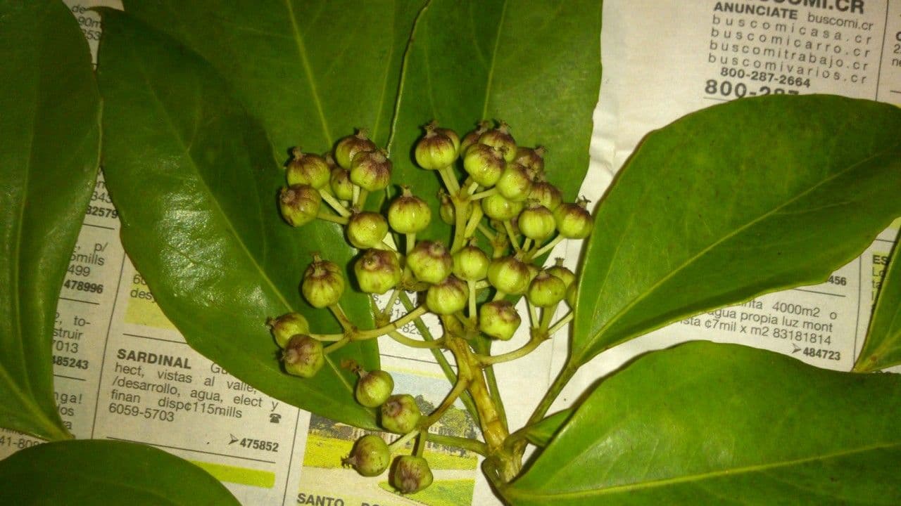 Dendropanax arboreus 5