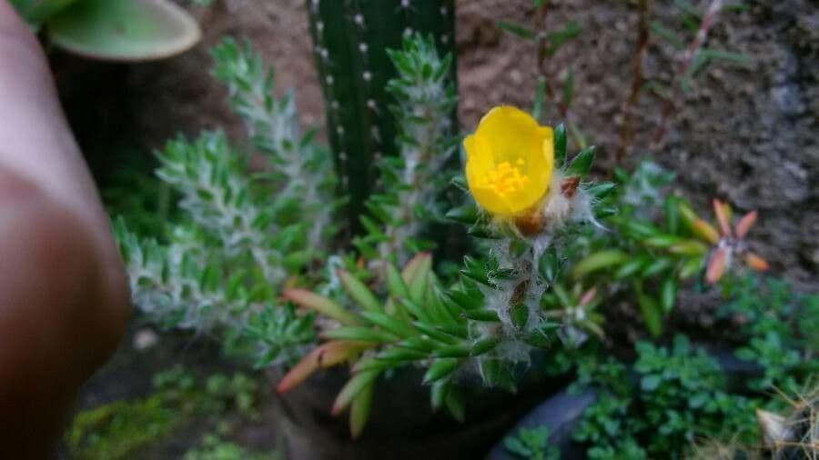 Portulaca 2
