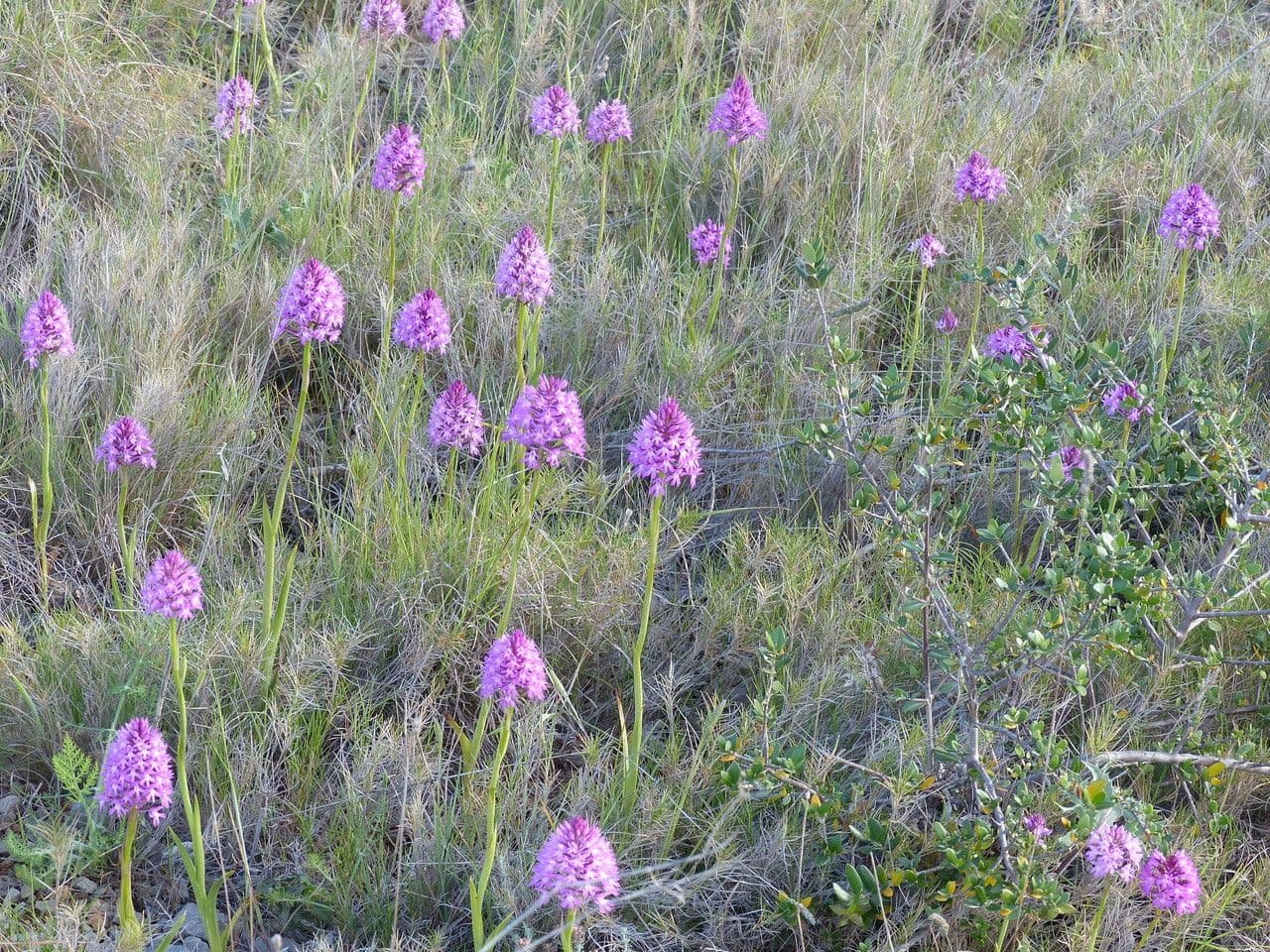 Orchis pyramidal 27