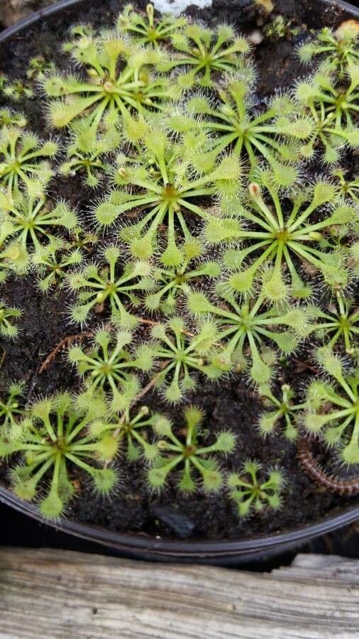 Drosera capillare 13