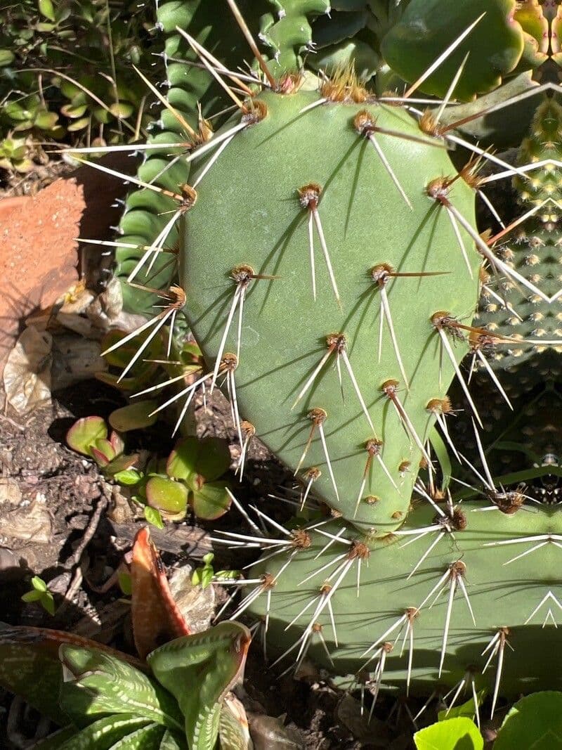 Küstenfeigenkaktus 19