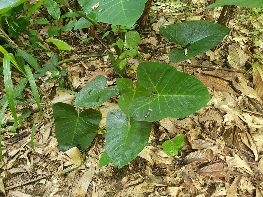 Taro 11
