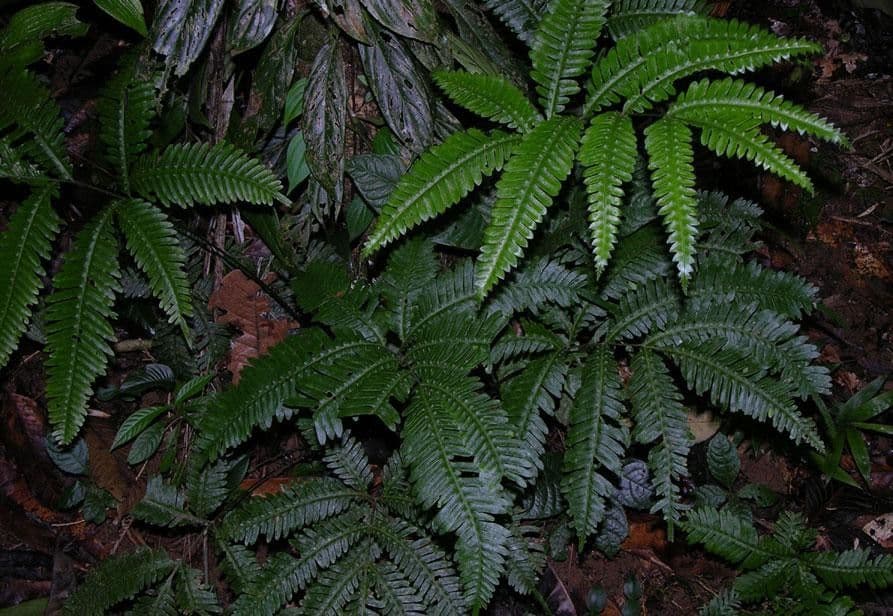 Pteris