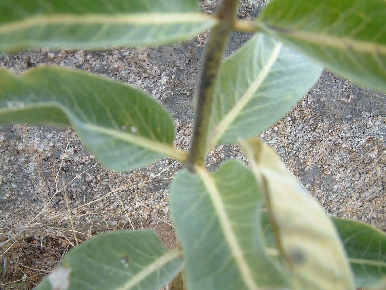 Asclepias 18