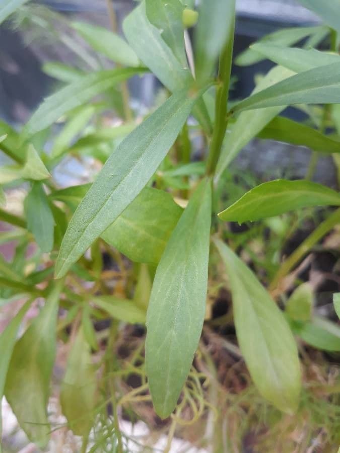 Iberka okolíkatá 18