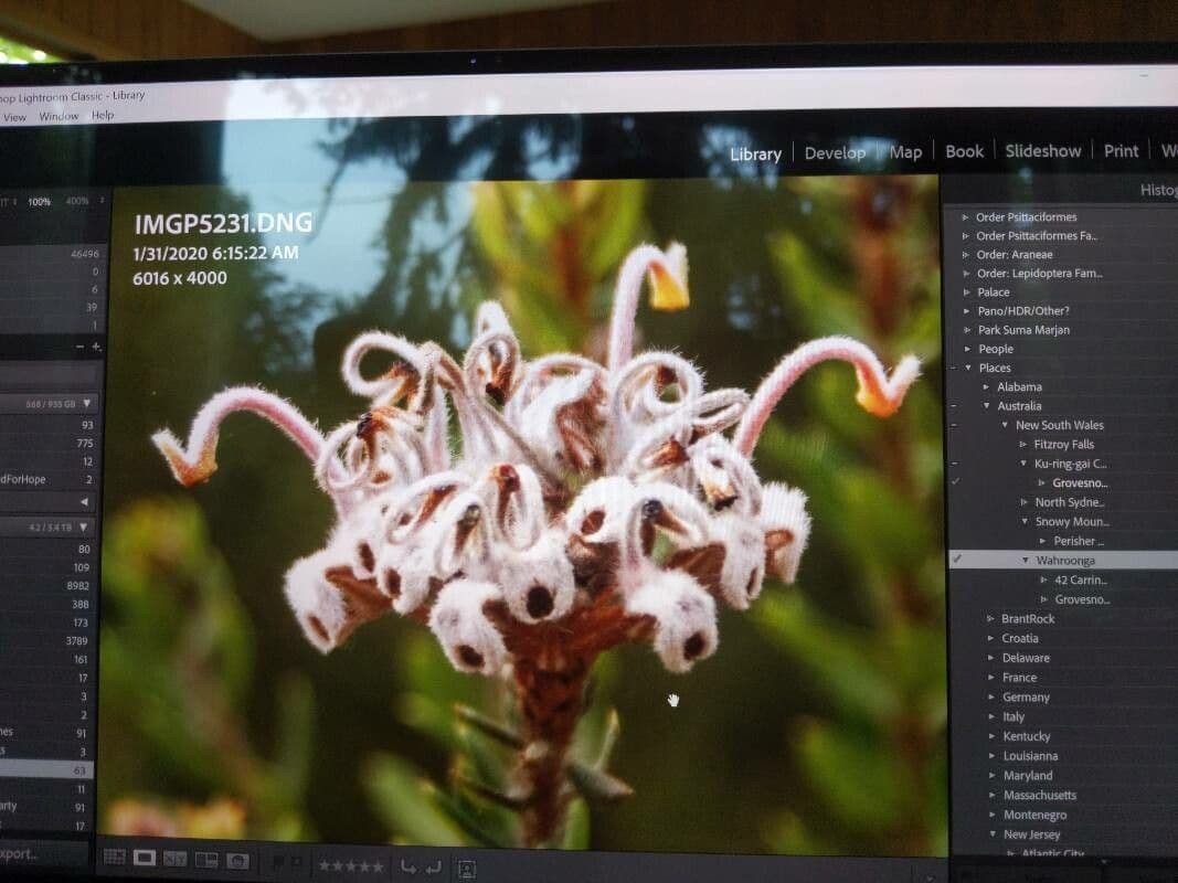 Graue Grevillea 5