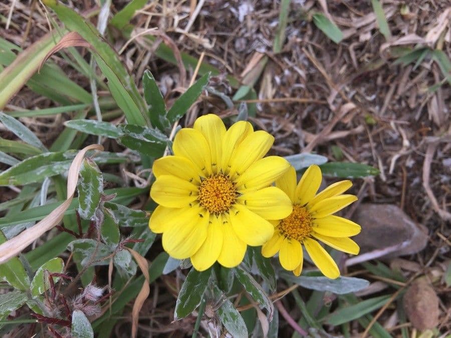 Gazania 23