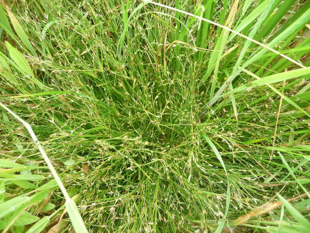 Blattreichebinse 5