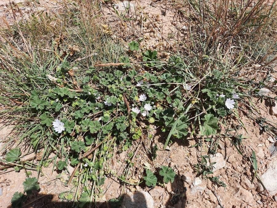 Malva domestica 13
