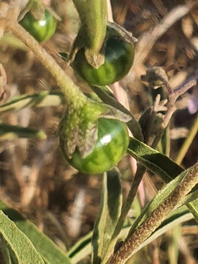 Solanum 3