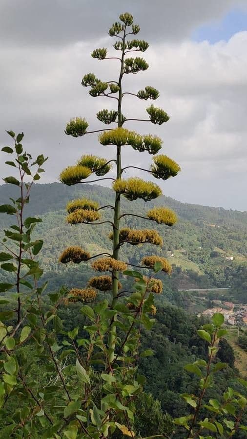 Agave di Shaw 6